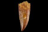 Serrated, Raptor Tooth - Real Dinosaur Tooth #124870-1